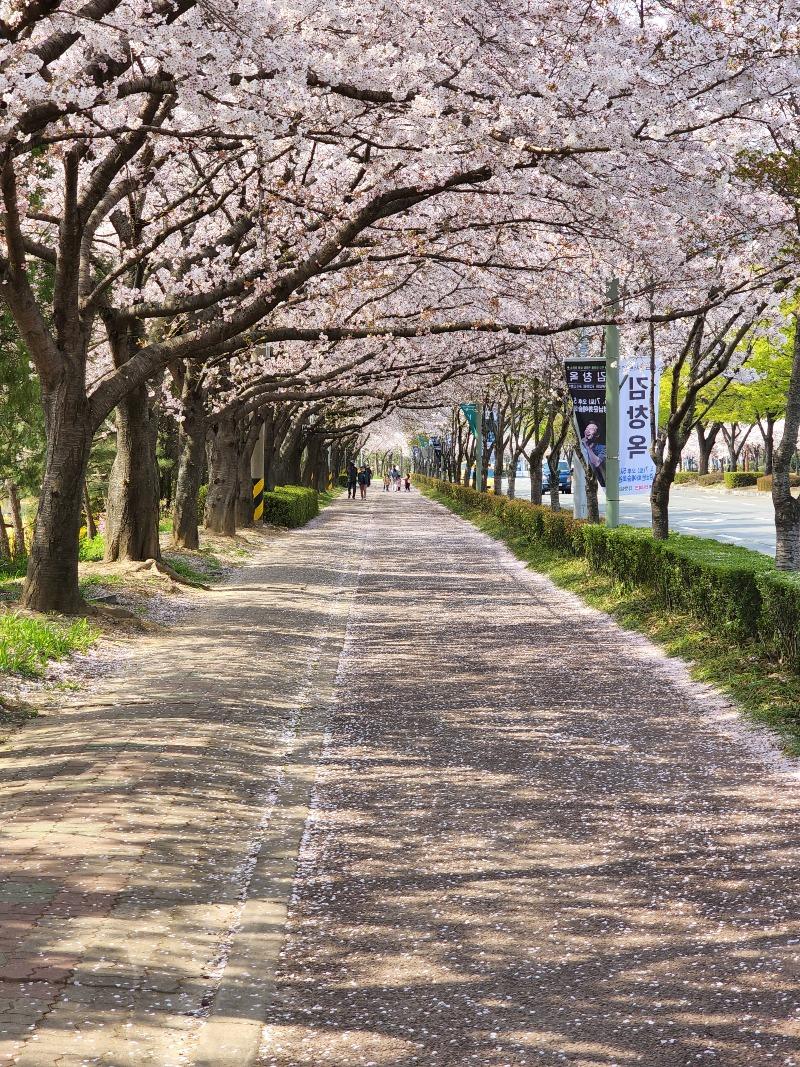 꽃길을~~ | 보배드림 자유게시판