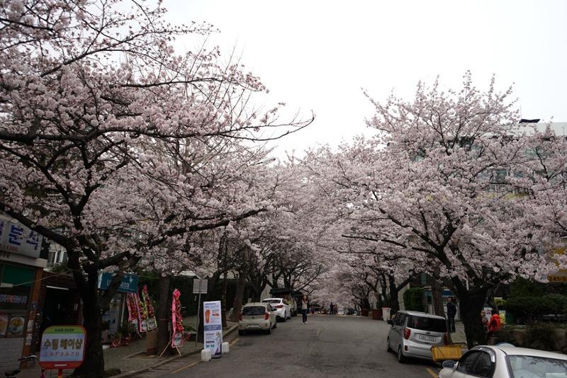 대신동 꽃마을 모르시는 부산분들 많으시구나 | 보배드림 자유게시판