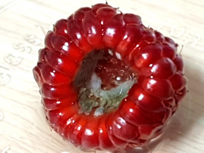 산딸기... | 보배드림 자유게시판