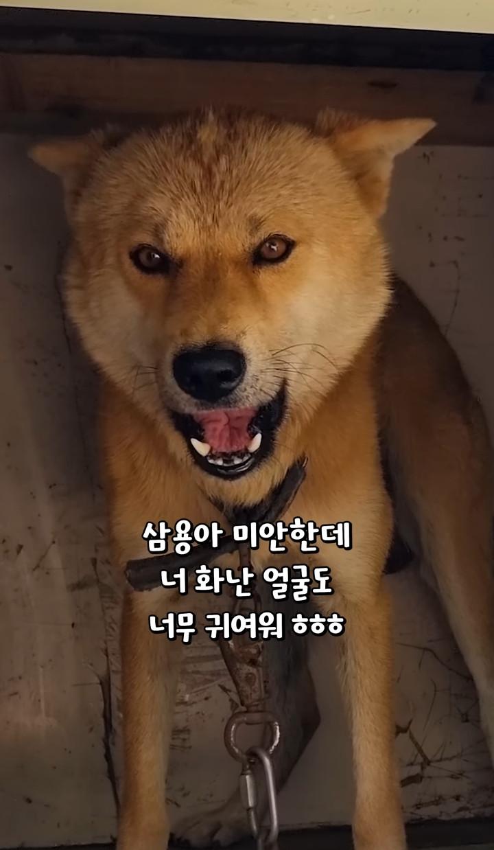 귀여운 진돗개 삼용이ㅋ | 보배드림 자유게시판