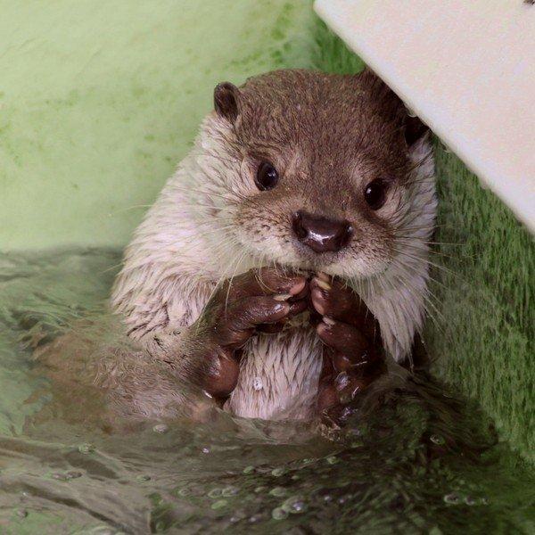 Otter-Is-Up-to-Something.jpg