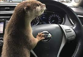 drive otters.jpg