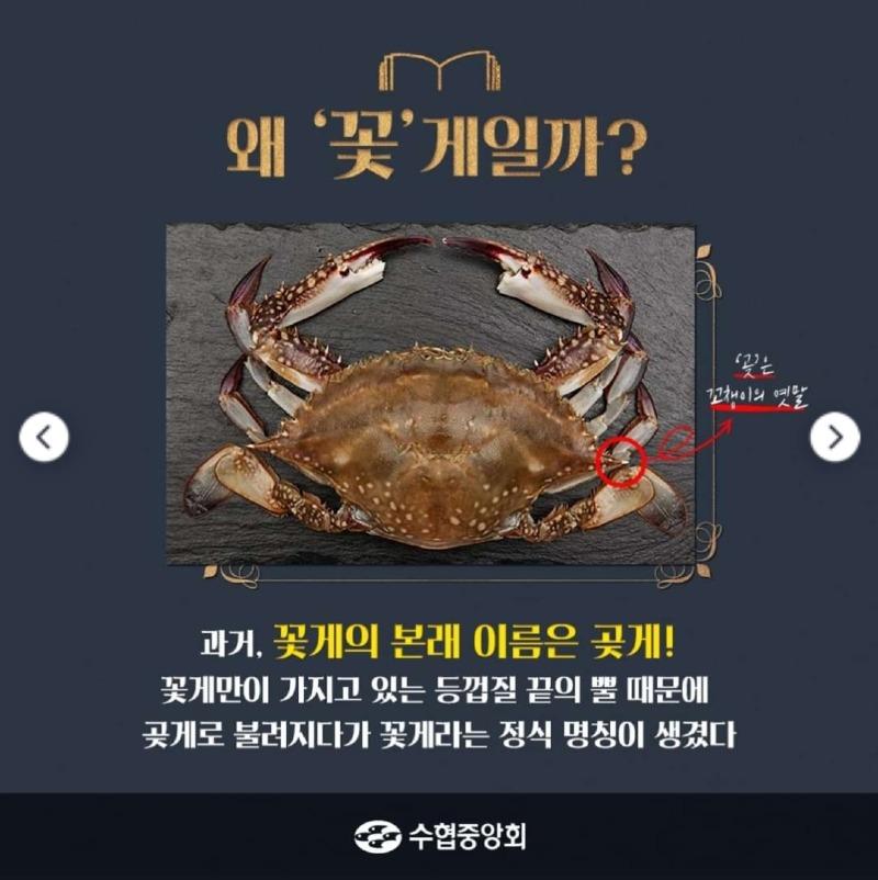 곶게 ㅡ> 꽃게로 변형 | 보배드림 자유게시판