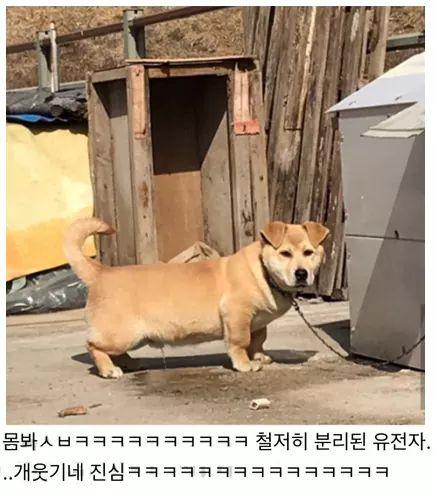 시골개대참사2.jpg