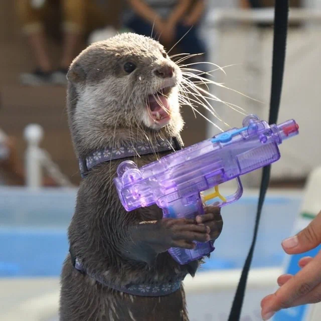 otters-with-water-guns-v0-cx2ho69rnbx81.png