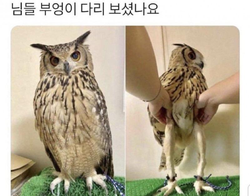 털많은다리.jpg