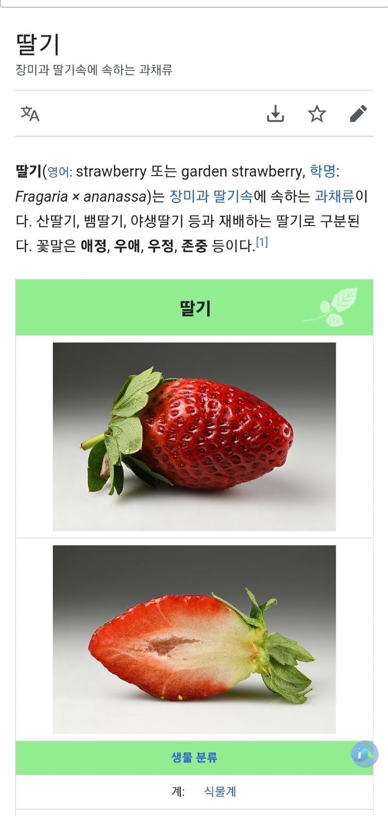 딸기 장미 | 보배드림 자유게시판