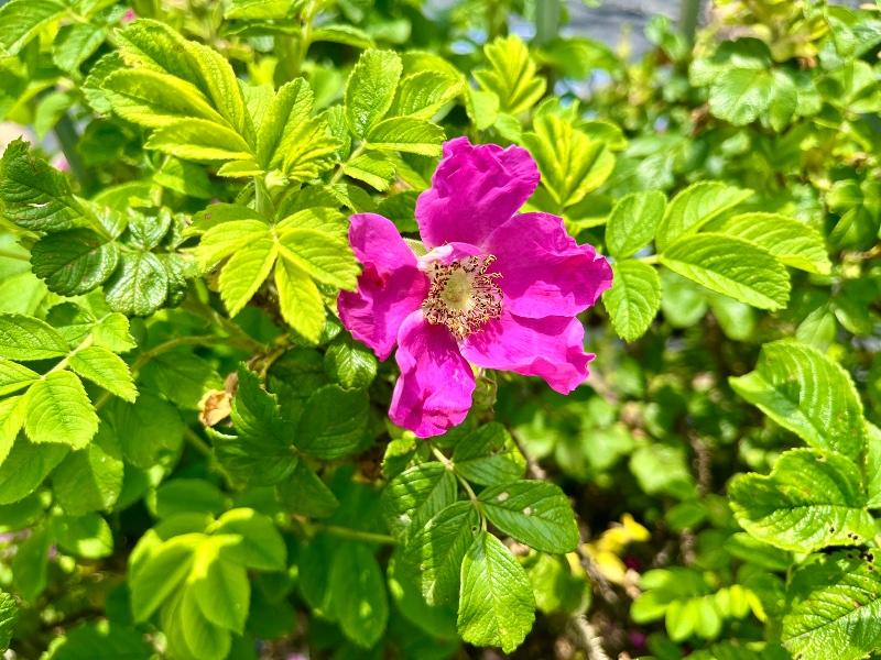 IMG_9135.jpeg