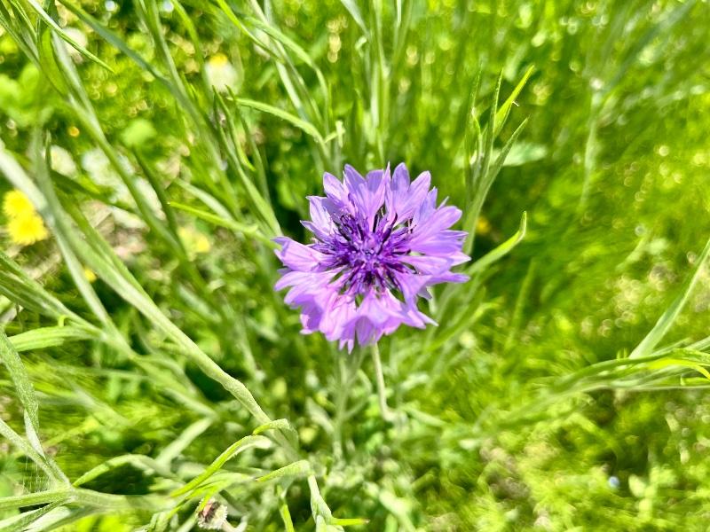 IMG_9490.jpeg