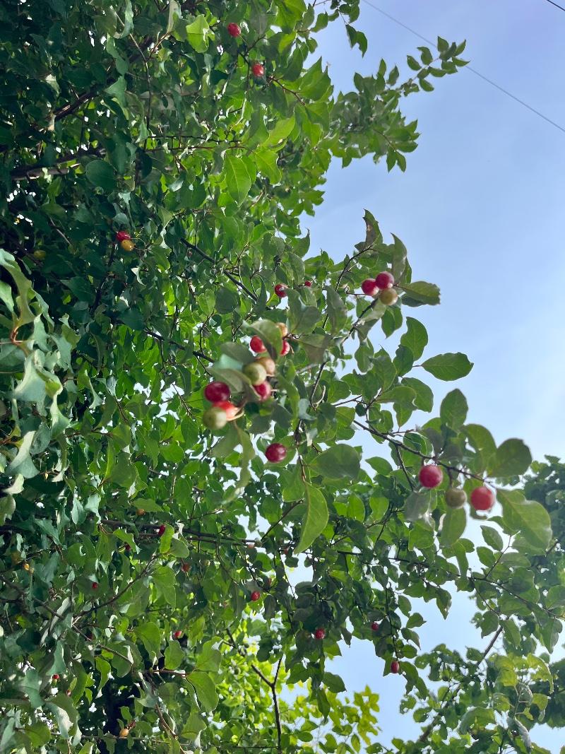 IMG_0460.jpeg