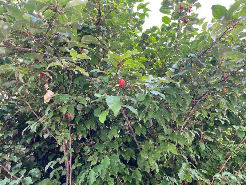 IMG_0465.jpeg
