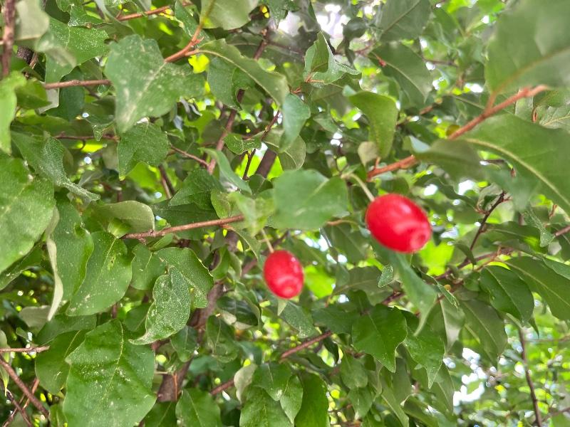 IMG_0462.jpeg