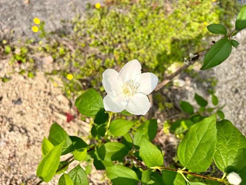 IMG_0490.jpeg