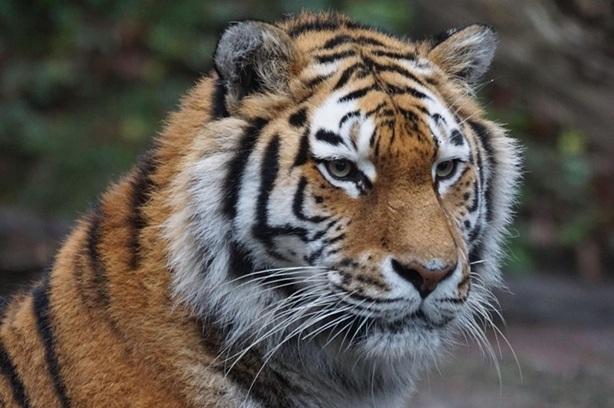 tiger-860230_1280.jpg