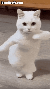 Honeycam 2025-07-11 15-10-53.gif