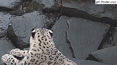 80307715549778380.GIF