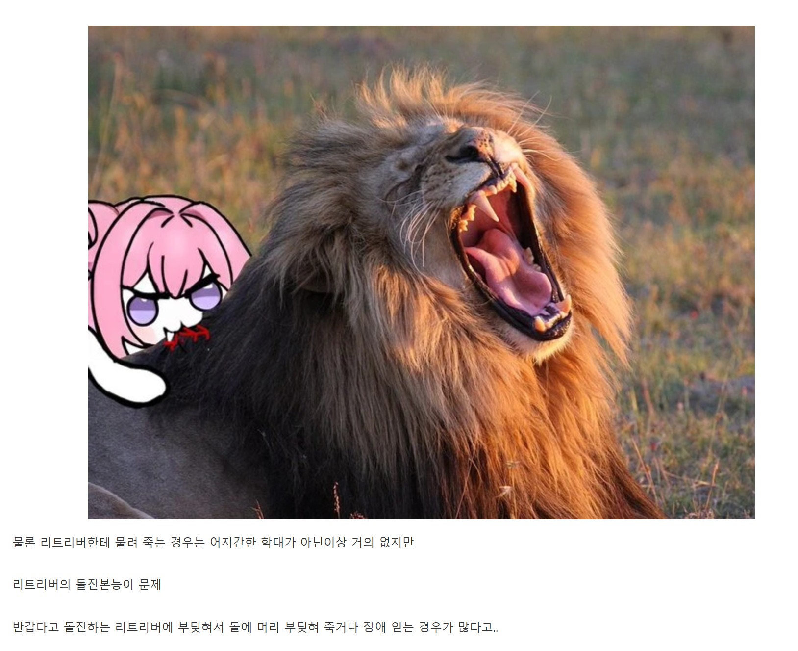 의외로 리트리버도 사람을 많이 죽이는 견종이라함.JPG
