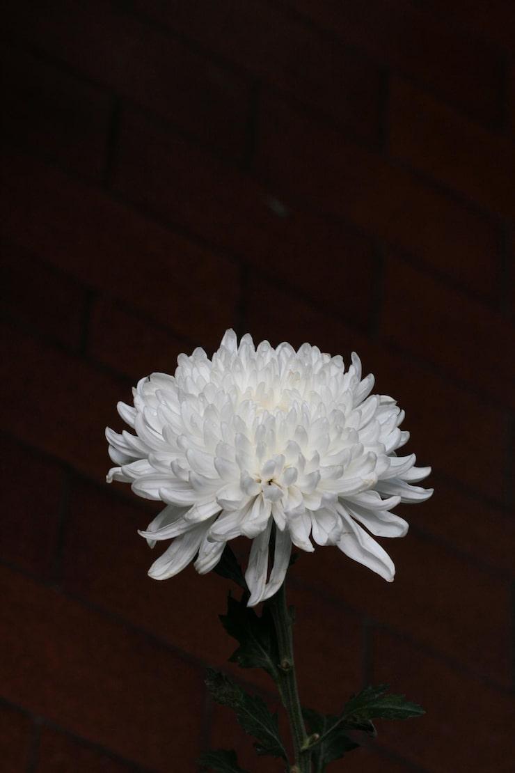 white-chrysanth-flower-chrysanthemum-morifolium_626270-557.jpg