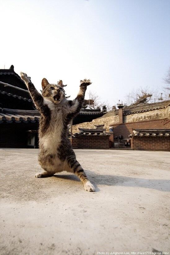 한국고양이 짤_유명.jpeg