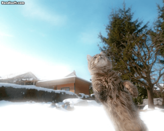 Honeycam 2026-02-21 20-02-21.gif