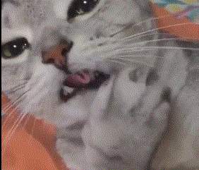 2a79dcb4ef04f680a050bc4e65fbf4c7_1513777848_6116.gif