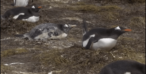 7402889de35d4be7ac6167165bd6e5f3.gif