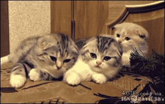0c07f120634bbeaf56dc267035a6254f.gif