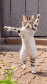 cute-cat.gif