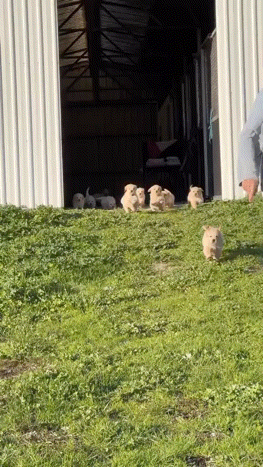 20231204_100525_3472529588776865864_20231204100248950.gif