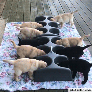 1000058577.gif