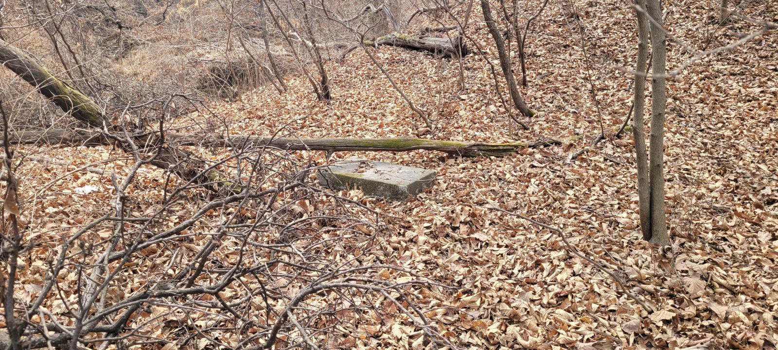 1000035330.jpg