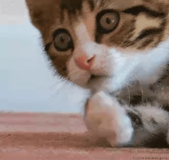 1000049882.gif