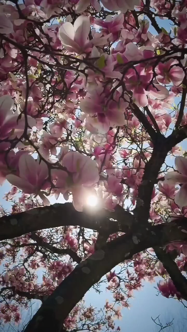 screenshot_AQOva4ahqbYk59OdLtGRkjLYgYBqCLKR33Nr4LioBCbvRXPcTSjRo3HvR91DBamN3AmUgbReijgMd4PnFh1aJ-CNFahdfHgXXyqwp9Q_1774080163093.png