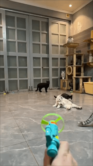1000067255.gif