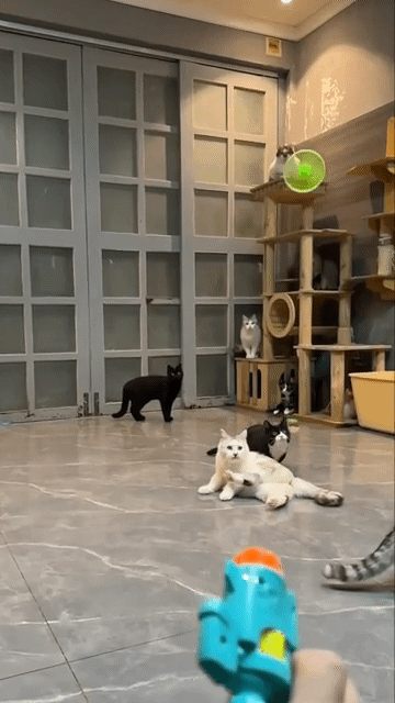 1000067256.gif
