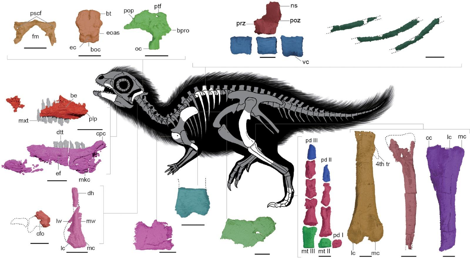 Doolysaurus_huhmini_(skeletal_reconstruction).jpg
