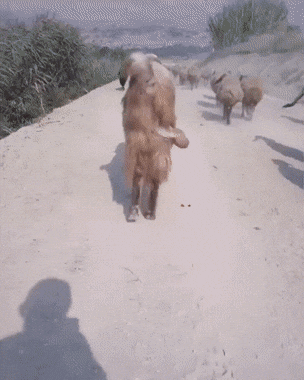 불알덜렁.gif
