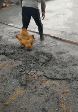 닭쫓다좆됨.gif