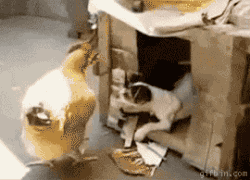 개닭.gif