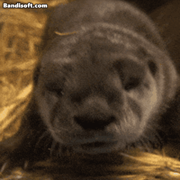 Honeycam 2026-03-29 11-32-56.gif