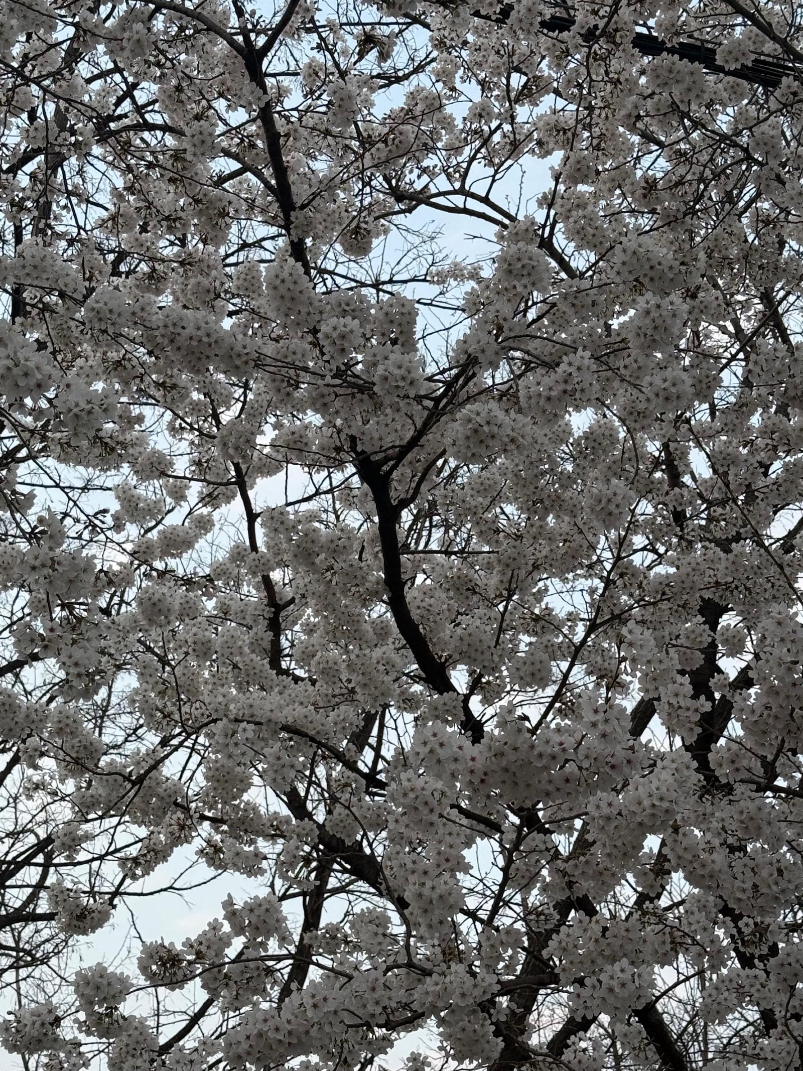 IMG_2434.jpeg