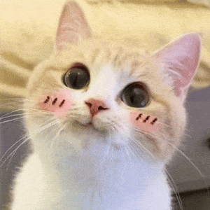 cute-cat-cat-cute.gif