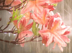 1_66081322_pink486000.gif