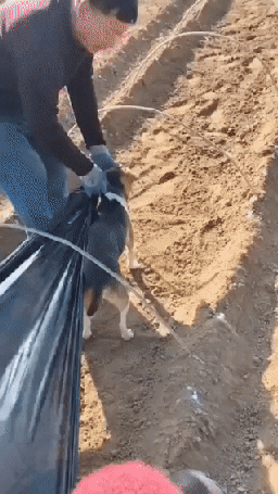 AgQW1687165214_1510738062.gif