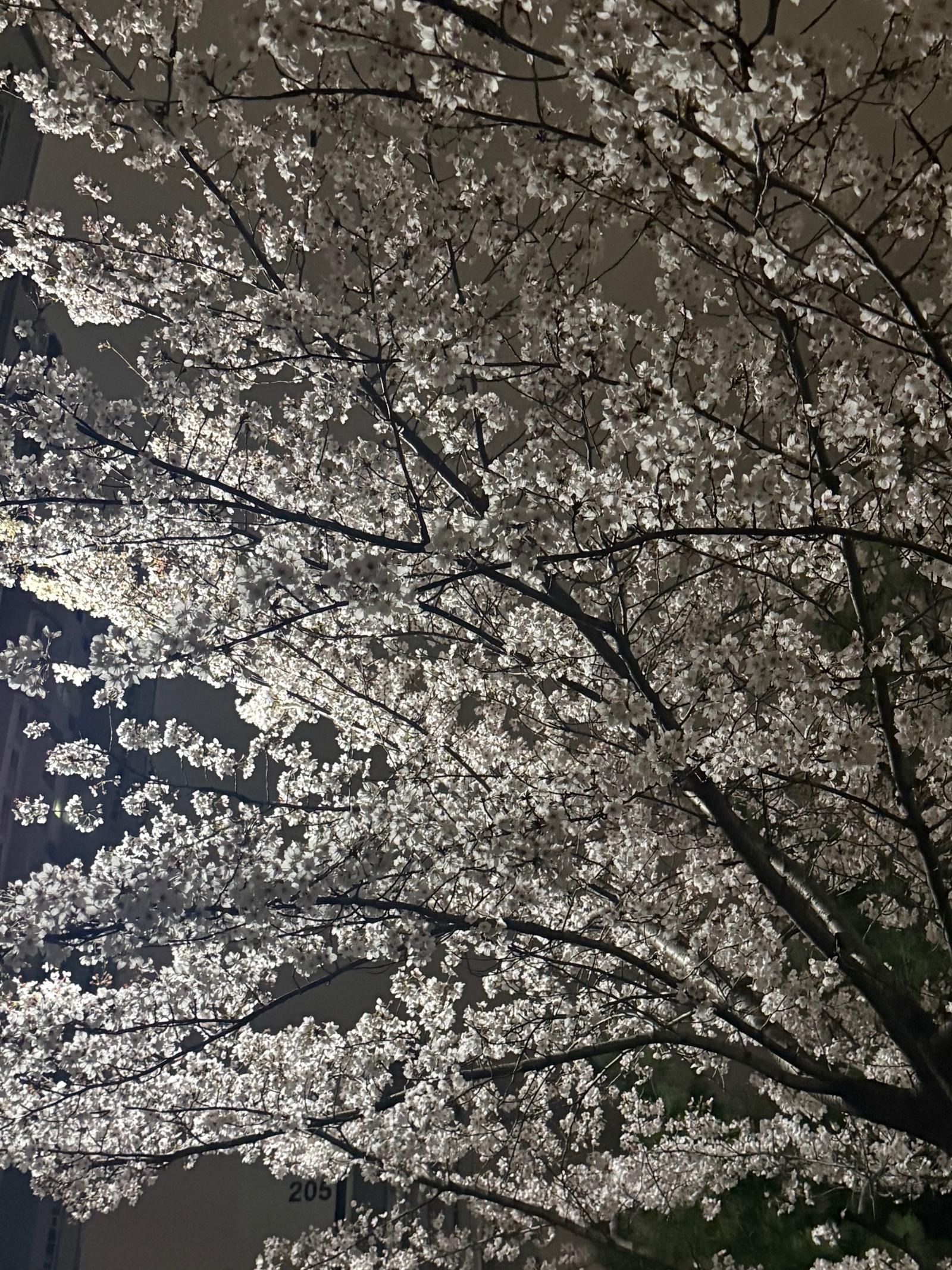 IMG_2451.jpeg