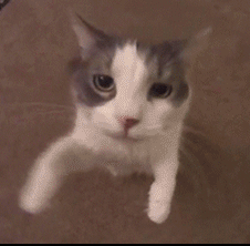 11304f2fcbbcea14681d0e8f411bb9a2b7f39443.gif