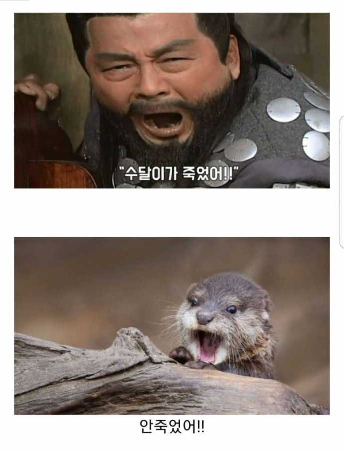 수달이가 죽었어 안죽었어.png