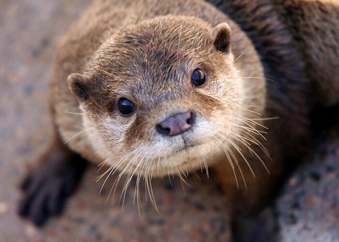 otter-face-brittney-powers.jpg