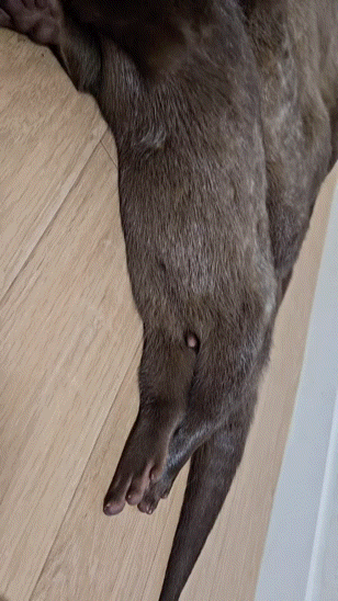 수달이.gif