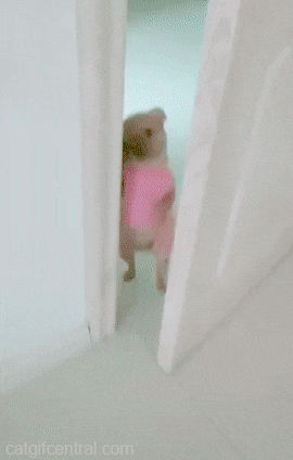 4906A231-4C26-48F6-8382-37AED4814BD9.gif